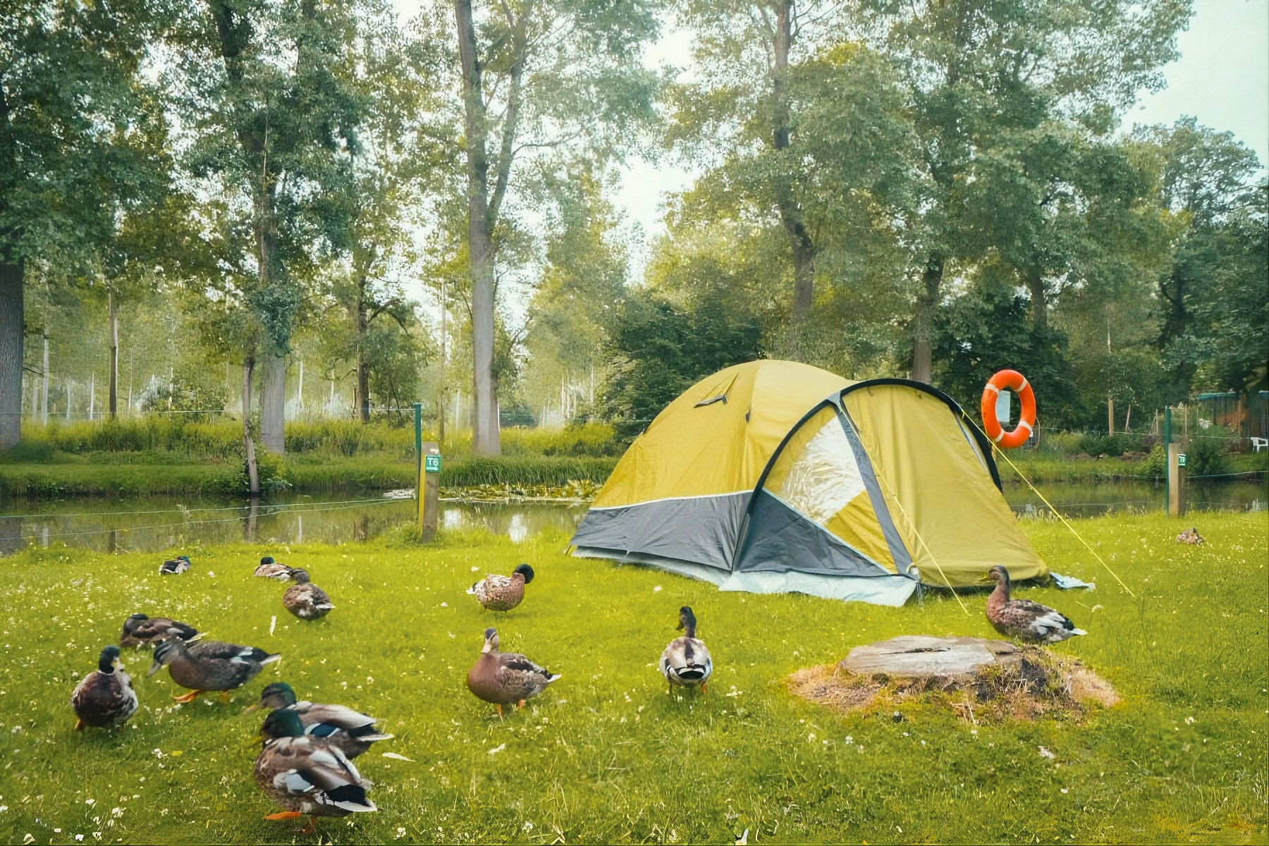 Verblijf in tent tussen de eendjes